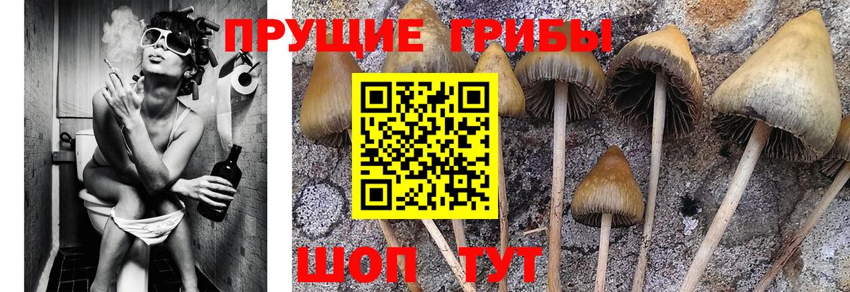 Галлюциногенные грибы ЛСД Котлас